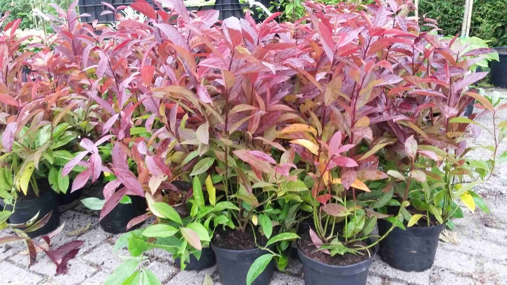  Bloemwilg (Itea Virginica 'Henry's Garnet')