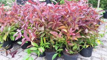  Bloemwilg (Itea Virginica 'Henry's Garnet')