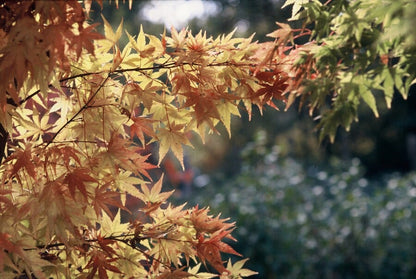  Japanse Esdoorn (Acer Palmatum 'Sangokaku')