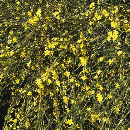  Winterjasmijn (Jasminum Nudiflorum)