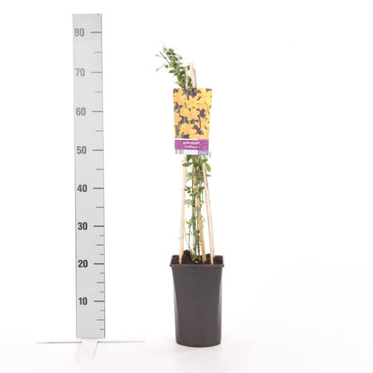  Winterjasmijn (Jasminum Nudiflorum)