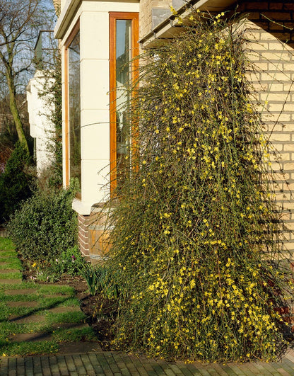  Winterjasmijn (Jasminum Nudiflorum)
