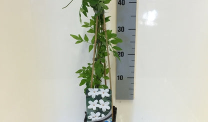  Jasmijn (Jasminum Officinale)