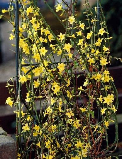  Winterjasmijn (Jasminum Nudiflorum)