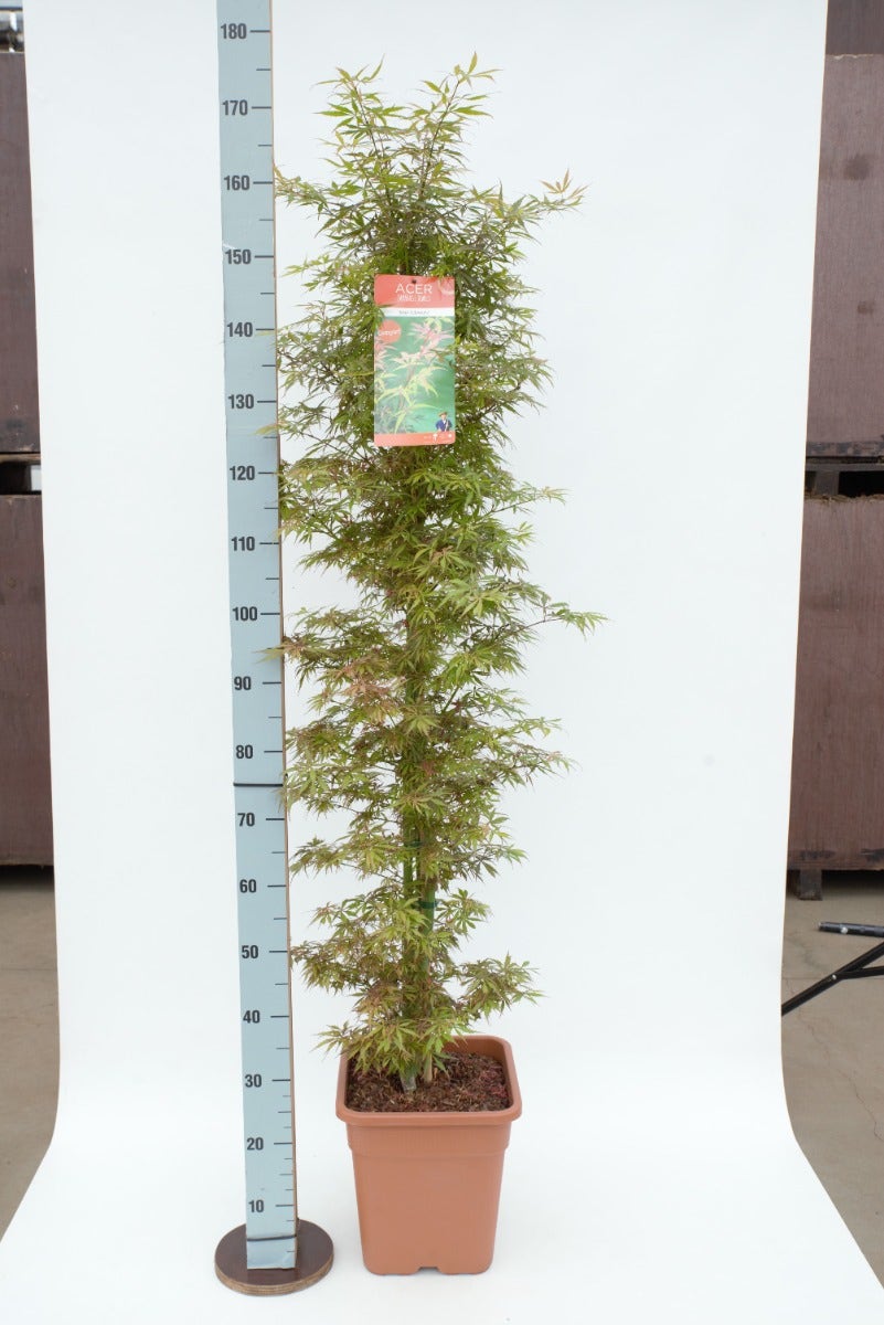 Japanse Esdoorn (Acer Palmatum 'Jerre Schwartz')