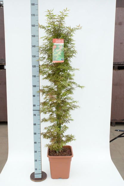  Japanse Esdoorn (Acer Palmatum 'Jerre Schwartz')