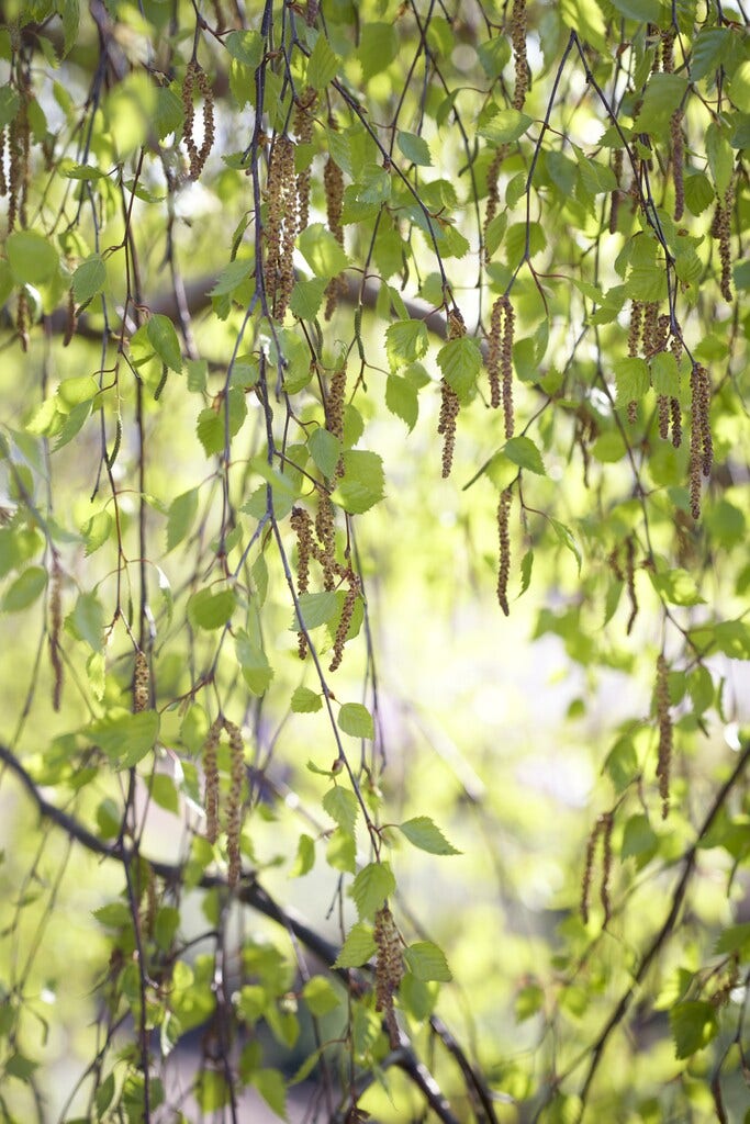  Berk, Bosplantsoen (Betula Pendula)