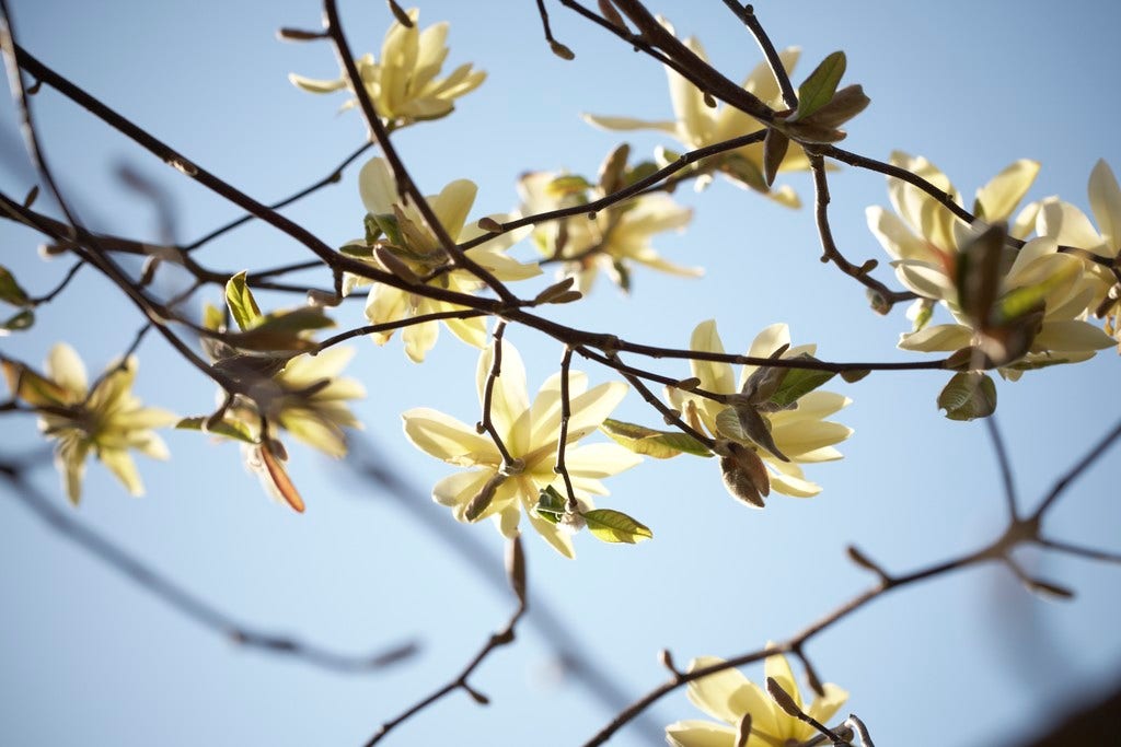  Beverboom (Magnolia 'Gold Star')