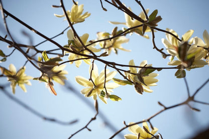  Beverboom (Magnolia 'Gold Star')