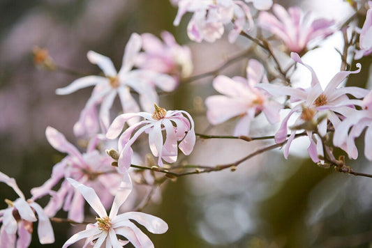  Beverboom (Magnolia Loebneri 'Leonard Messel')