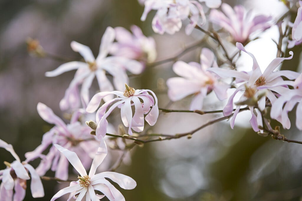  Beverboom Op Stam (Magnolia Loebneri 'Leonard Messel')