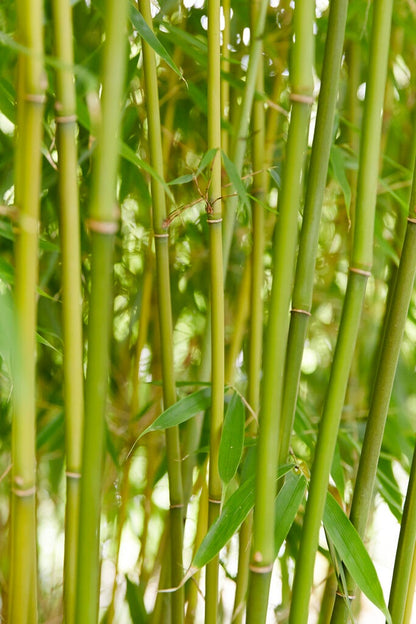  Niet Woekerende Bamboe (Fargesia Robusta 'Pingwu')