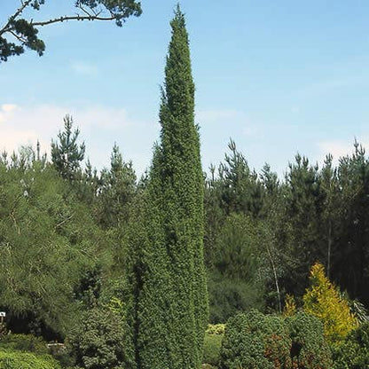  Jeneverbes (Juniperus Communis 'Suecica')