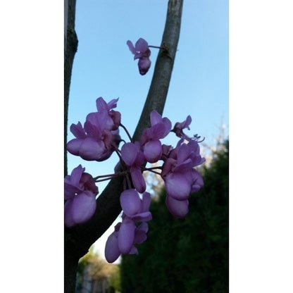  Judasboom Als Struik (Cercis Siliquastrum)