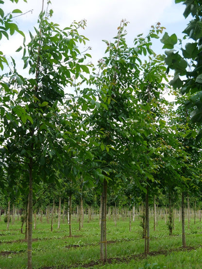  Grote Walnoot (Juglans Regia)