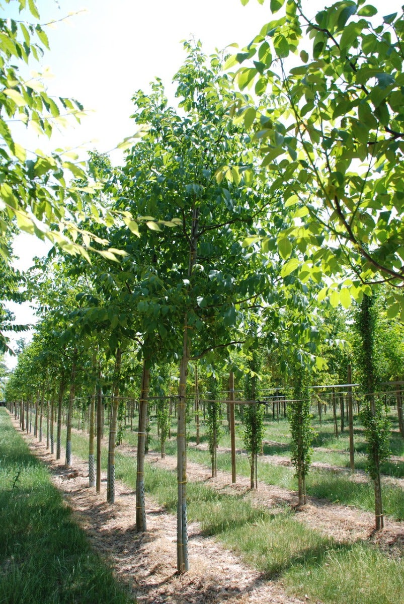  Grote Walnoot (Juglans Regia)