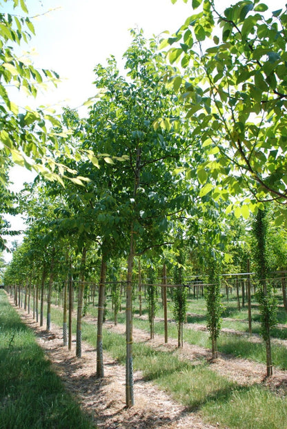  Grote Walnoot (Juglans Regia)