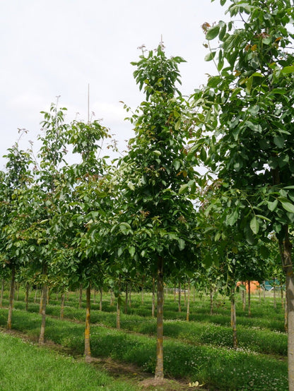  Grote Walnoot (Juglans Regia)