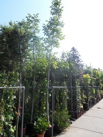  Walnotenboom (Juglans Regia)