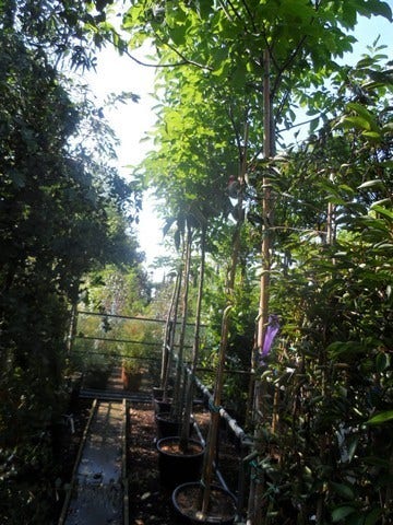  Walnotenboom (Juglans Regia)