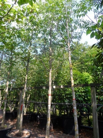  Walnotenboom (Juglans Regia)