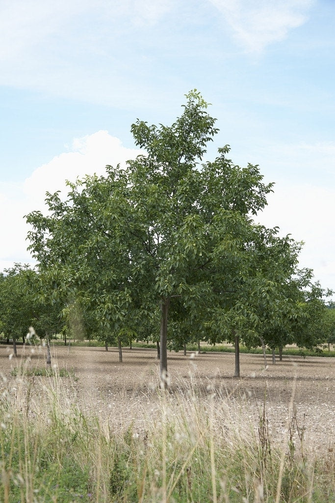  Walnoot (Juglans Regia 'Broadview')