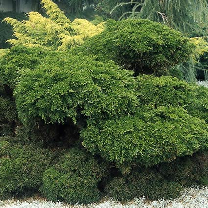  Jeneverbes (Juniperus Media 'Mint Julep')