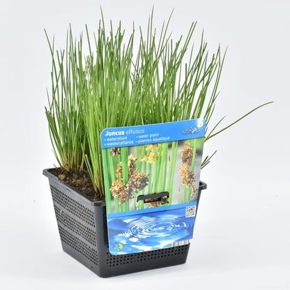  Pitrus (Juncus Effusus)