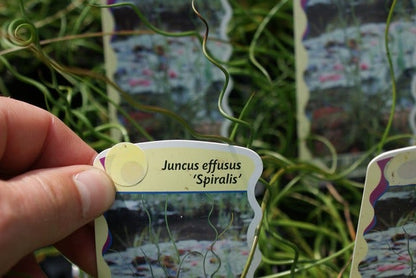  Kurkentrekkersgras (Juncus Effusus 'Spiralis')