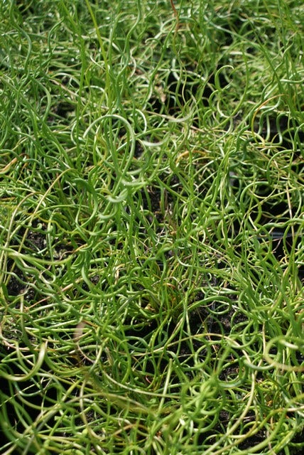  Kurkentrekkersgras (Juncus Effusus 'Spiralis')