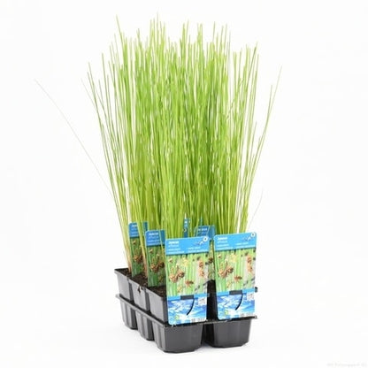  Pitrus (Juncus Effusus)