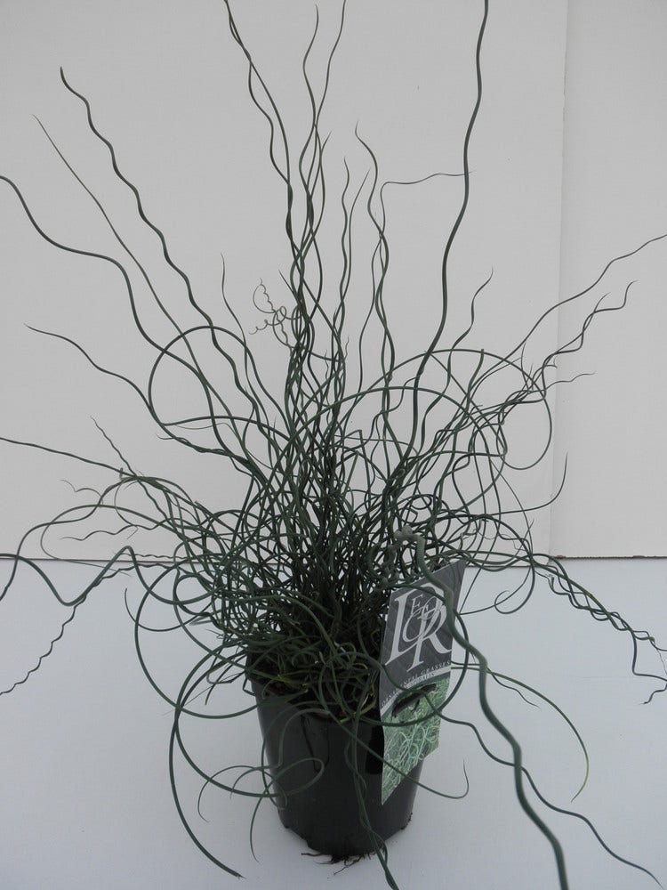  Kurkentrekkersgras (Juncus Effusus 'Spiralis')