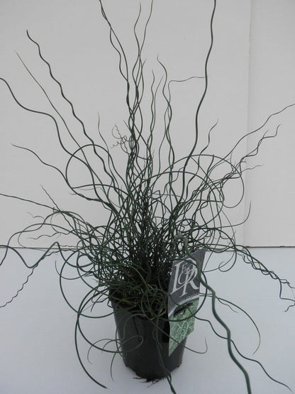  Kurkentrekkersgras (Juncus Effusus 'Spiralis')