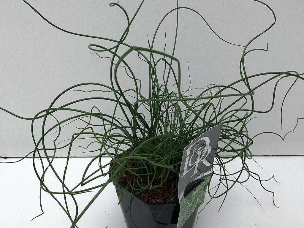  Kurkentrekkersgras (Juncus Effusus 'Spiralis')