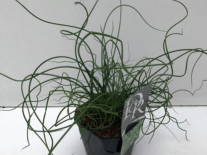  Kurkentrekkersgras (Juncus Effusus 'Spiralis')