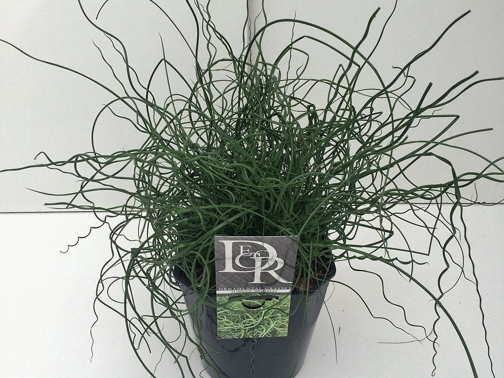  Kurkentrekkersgras (Juncus Effusus 'Spiralis')