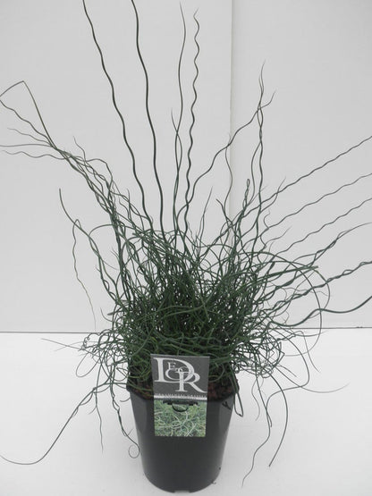  Kurkentrekkersgras (Juncus Effusus 'Spiralis')