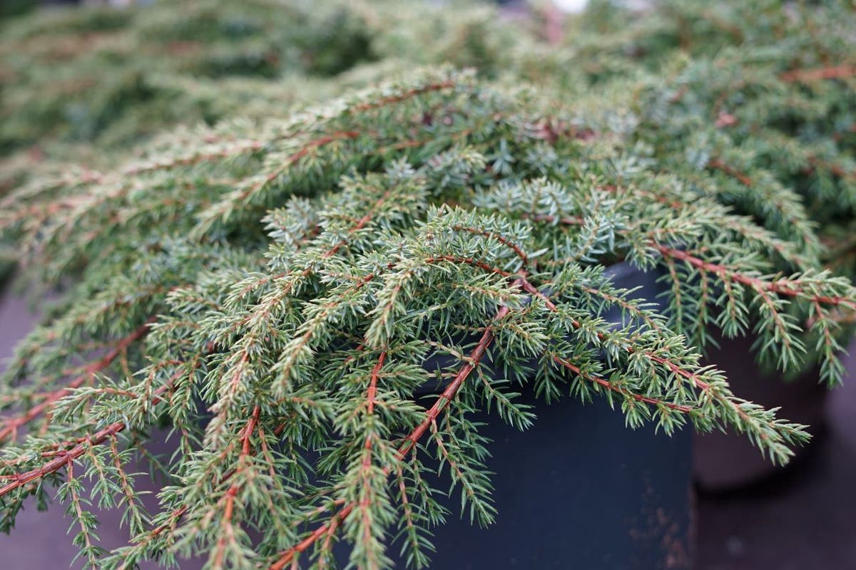  Jeneverbes (Juniperus Communis 'Green Carpet')
