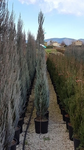  Jeneverbes (Juniperus Scopulorum 'Blue Arrow')