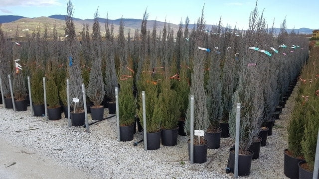  Jeneverbes (Juniperus Scopulorum 'Blue Arrow')