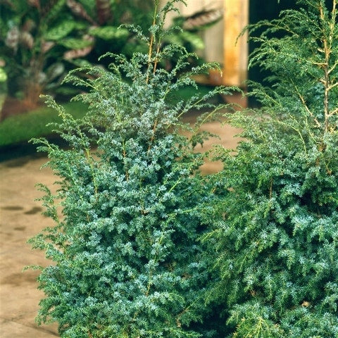  Jeneverbes (Juniperus Chinensis 'Blue Alps')