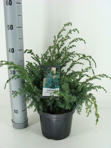  Jeneverbes (Juniperus Chinensis 'Blue Alps')