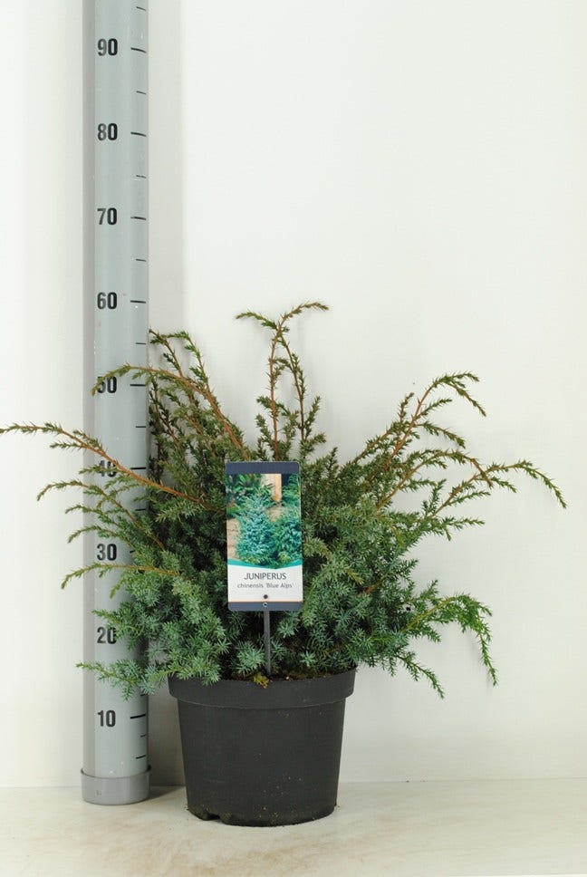  Jeneverbes (Juniperus Chinensis 'Blue Alps')