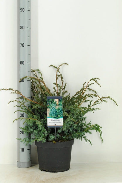  Jeneverbes (Juniperus Chinensis 'Blue Alps')