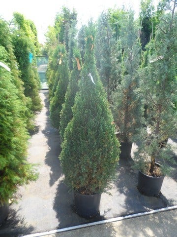  Jeneverbes (Juniperus Chinensis 'Stricta')