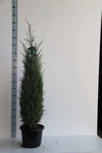 Jeneverbes (Juniperus Communis 'Hibernica')