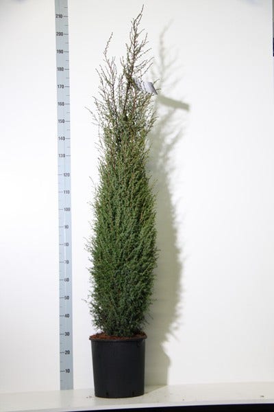  Jeneverbes (Juniperus Communis 'Hibernica')