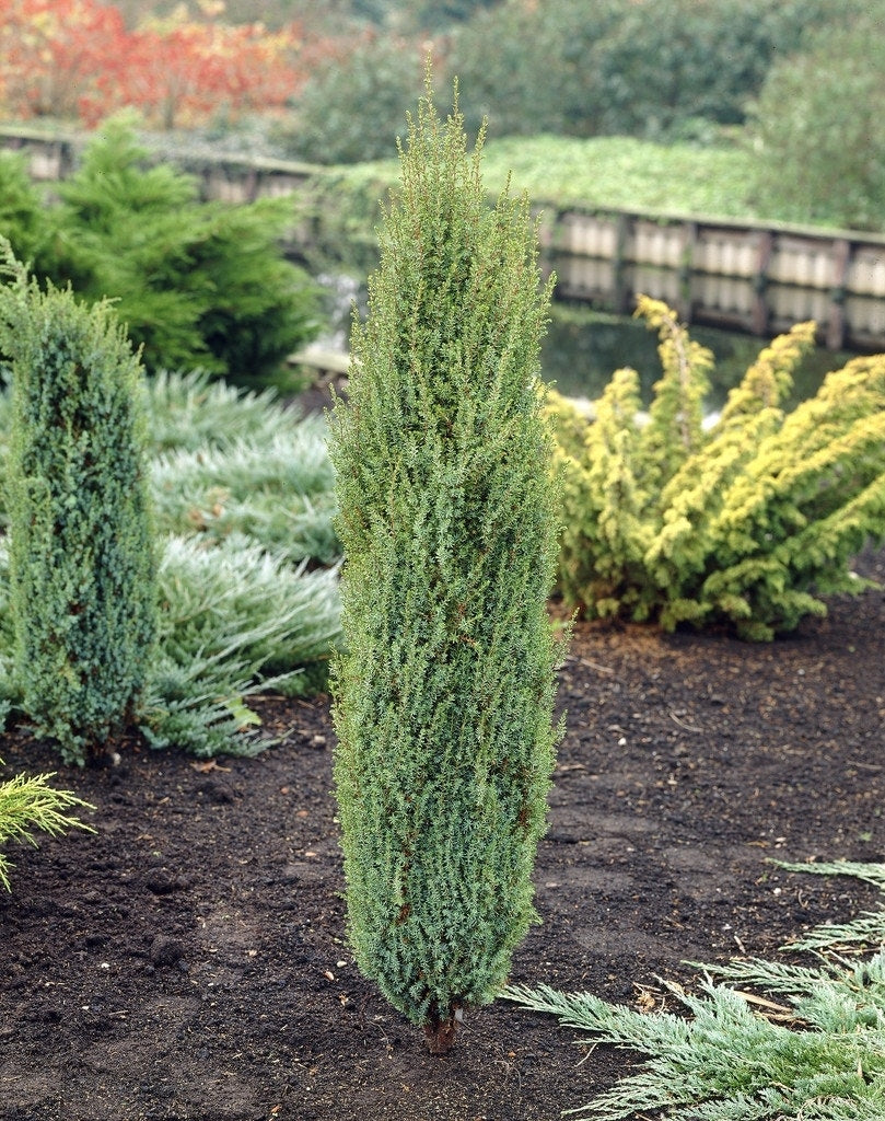  Jeneverbes (Juniperus Communis 'Arnold')