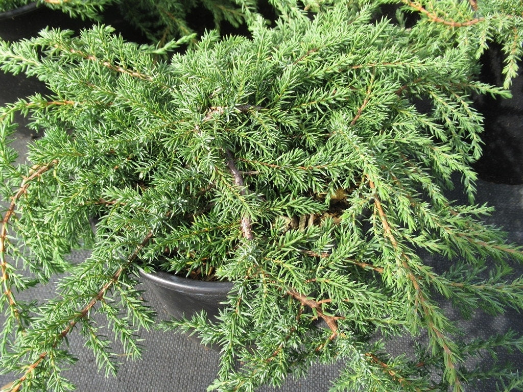 Jeneverbes (Juniperus Communis 'Green Carpet')