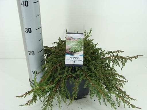  Jeneverbes (Juniperus Communis 'Green Carpet')